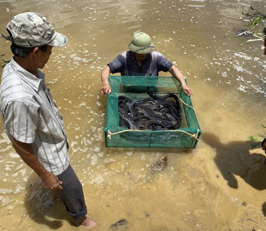 Cá chình hoa nuôi trong ao đất hứa hẹn đem lại hiệu quả kinh tế cao. Ảnh: Minh Ngân