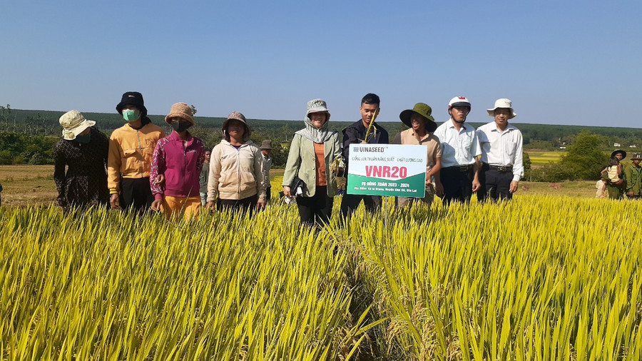 Các hộ dân tham quan cánh đồng trồng giống lúa thuần chủng năng suất cao VNR20. Ảnh: Hoàng Viên