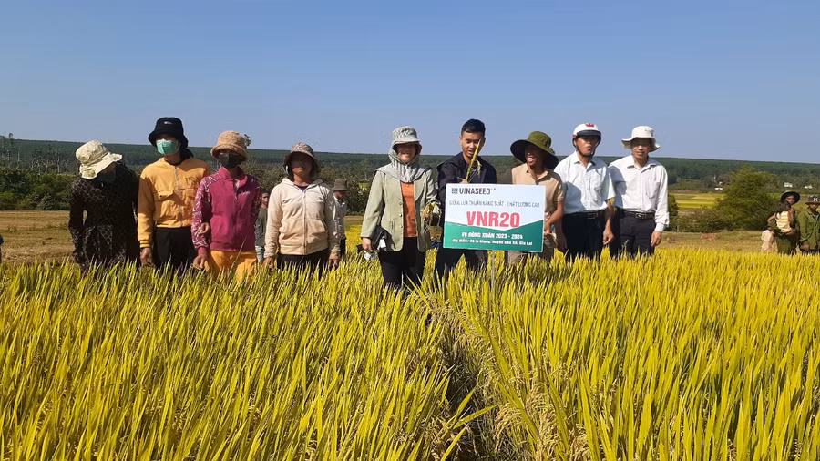 Các hộ dân tham quan cánh đồng trồng giống lúa thuần chủng năng suất cao VNR20. Ảnh: Hoàng Viên
