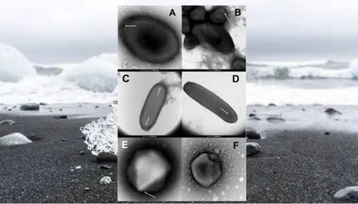 Các tầng băng vĩnh cửu ẩn chứa nhiều vi sinh vật con người chưa từng tiếp xúc (Ảnh: HAL Open Science) Các tầng băng vĩnh cửu ẩn chứa nhiều vi sinh vật con người chưa từng tiếp xúc (Ảnh: HAL Open Science)