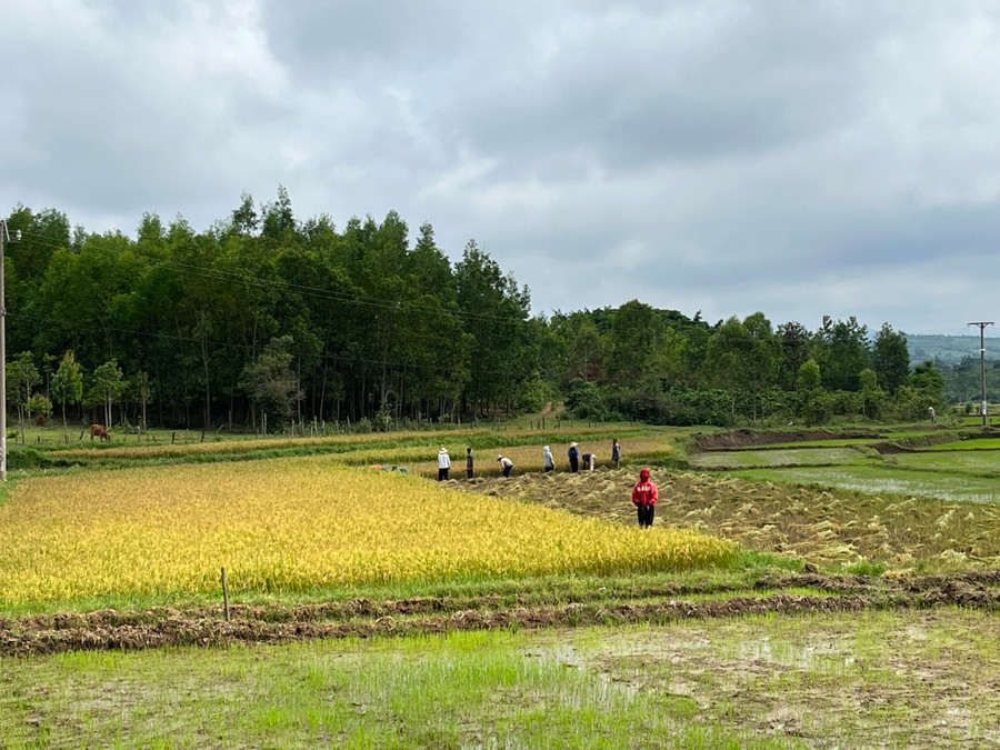 Gia Lai sửa đổi, bổ sung nội dung kế hoạch thực hiện chương trình phát triển kinh tế xã hội vùng DTTS và miền núi. Ảnh: Phương Vi