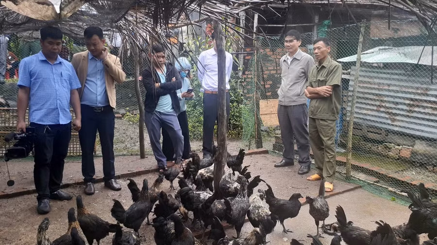 Sau gần 4 tháng thực hiện mô hình, giống gà H'Mông cho thấy hiệu quả kinh tế khá cao. Ảnh: Hoàng Viên