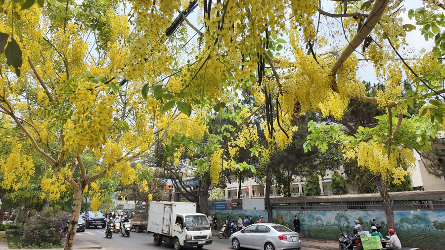 Từng chùm hoa muồng hoàng yến buông dài tô điểm cho phố phường. Ảnh: Ngọc Duy