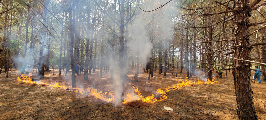 Ban Quản lý Vườn Quốc gia Kon Ka Kinh (huyện Mang Yang) phối hợp với các tổ nhận khoán đốt thực bì có điều khiển. Ảnh: Phương Vi
