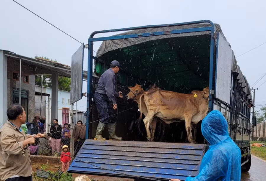 331 con bò giống được trao cho các hộ nghèo, cận nghèo. Ảnh: Bá Bính