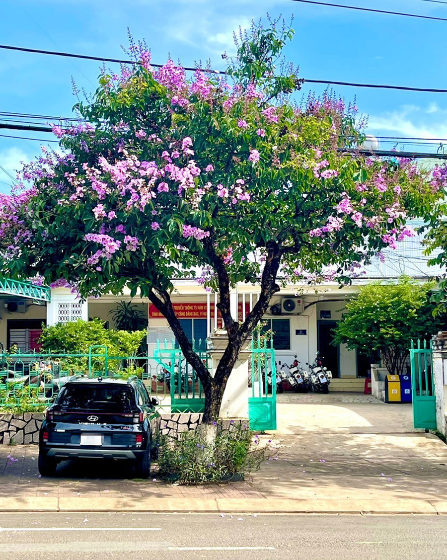 Cây hoa bằng lăng tím trên đường Hoàng Hoa Thám, TP. Pleiku. Ảnh: Thu Hằng