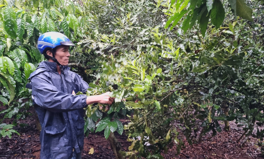 Ông Thiều Viết Đoàn (thôn Thống Nhất, xã Sơn Lang) chăm sóc vườn cây mắc ca. Ảnh: Hà Phương Ông Thiều Viết Đoàn (thôn Thống Nhất, xã Sơn Lang) chăm sóc vườn cây mắc ca. Ảnh: Hà Phương