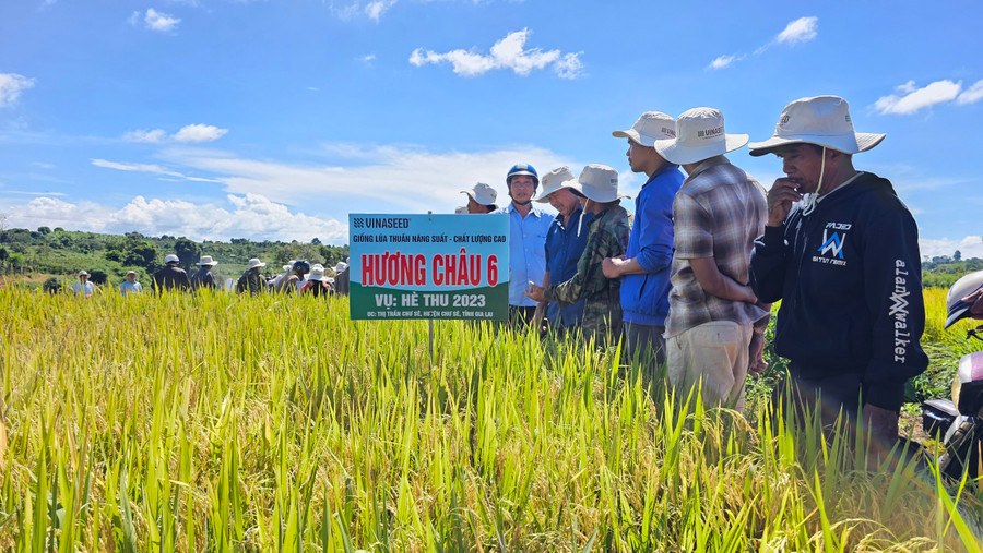 Các hộ nông dân tham quan cánh đồng mô hình trồng lúa Hương Châu 6. Ảnh: Mỹ Đức Các hộ nông dân tham quan cánh đồng mô hình trồng lúa Hương Châu 6. Ảnh: Mỹ Đức