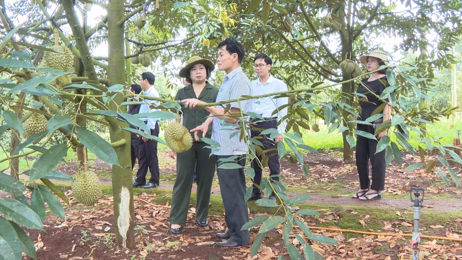 Đoàn công tác của Ban Dân vận Tỉnh ủy thăm vườn sầu riêng tại thôn Cát Tân, xã Ia Bang. Ảnh: Khánh Linh