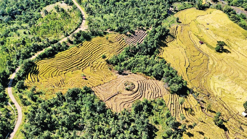 Cảnh sắc thơ mộng tại cánh đồng lúa Ba Chăm ở Đak Trôi. Ảnh: Lê Gia