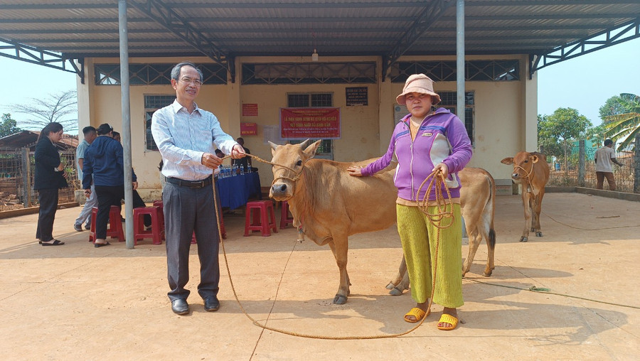 Ông Nguyễn Đình Hoàng-Phó chủ tịch Ủy ban MTTQ Việt Nam huyện trao bò cho các gia đình. Ảnh: Lê Văn Châu Ông Nguyễn Đình Hoàng-Phó chủ tịch Ủy ban MTTQ Việt Nam huyện trao bò cho các gia đình. Ảnh: Lê Văn Châu