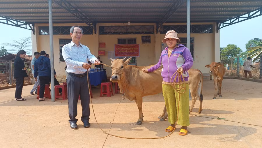 Ông Nguyễn Đình Hoàng-Phó chủ tịch Ủy ban MTTQ Việt Nam huyện trao bò cho các gia đình. Ảnh: Lê Văn Châu
