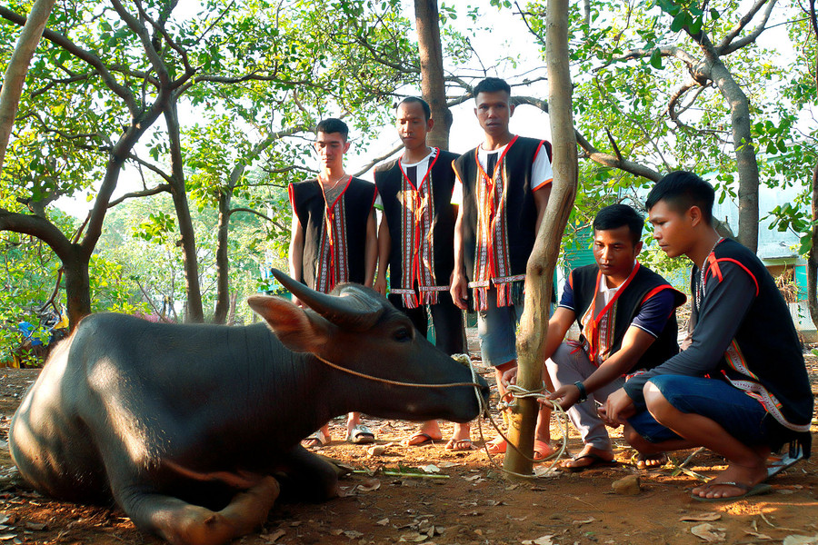 Thanh niên trong làng chuẩn bị lễ vật hiến tế cho lễ cúng nhà rông. Ảnh: Đức Thụy Thanh niên trong làng chuẩn bị lễ vật hiến tế cho lễ cúng nhà rông. Ảnh: Đức Thụy