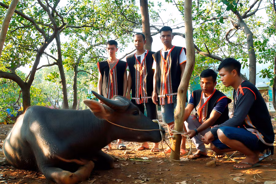 Thanh niên trong làng chuẩn bị lễ vật hiến tế cho lễ cúng nhà rông. Ảnh: Đức Thụy