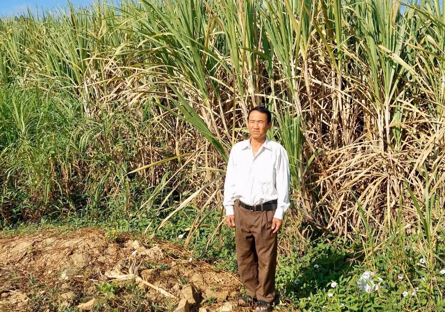 CCB Vũ Xuân Thư (buôn Chính Hòa, xã Ia Mlah) với 3 ha mía áp dụng tưới nước nhỏ giọt cho năng suất trên 100 tấn/ha. Ảnh: Lê Nam