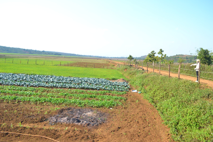 Người dân huyện Đak Đoa chuyển đổi đất lúa kém hiệu quả sang trồng rau xanh. Ảnh: Lê Nam