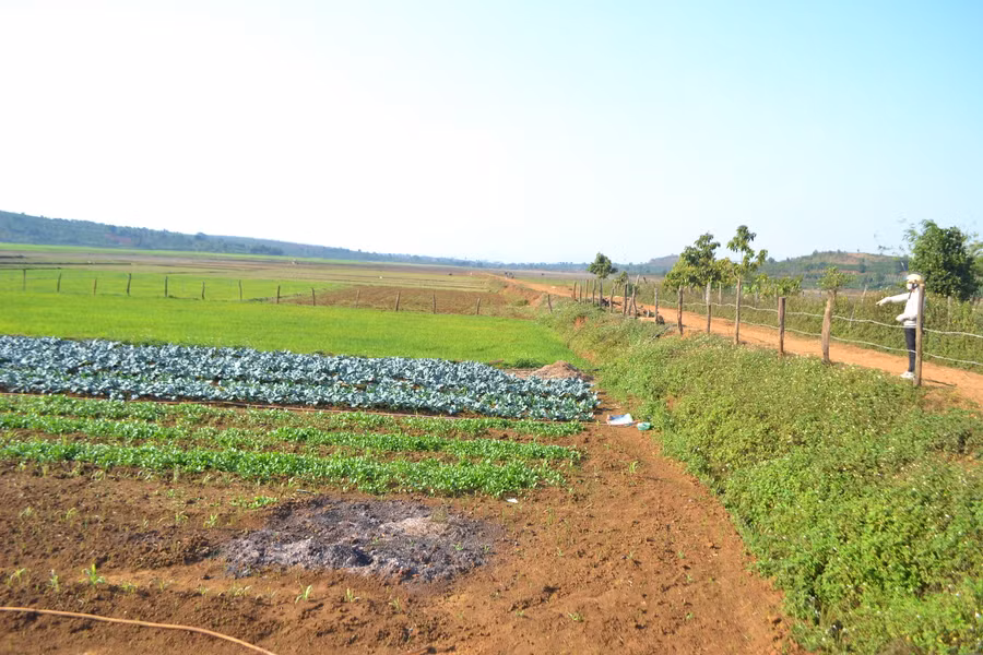 Người dân huyện Đak Đoa chuyển đổi đất lúa kém hiệu quả sang trồng rau xanh. Ảnh: Lê Nam