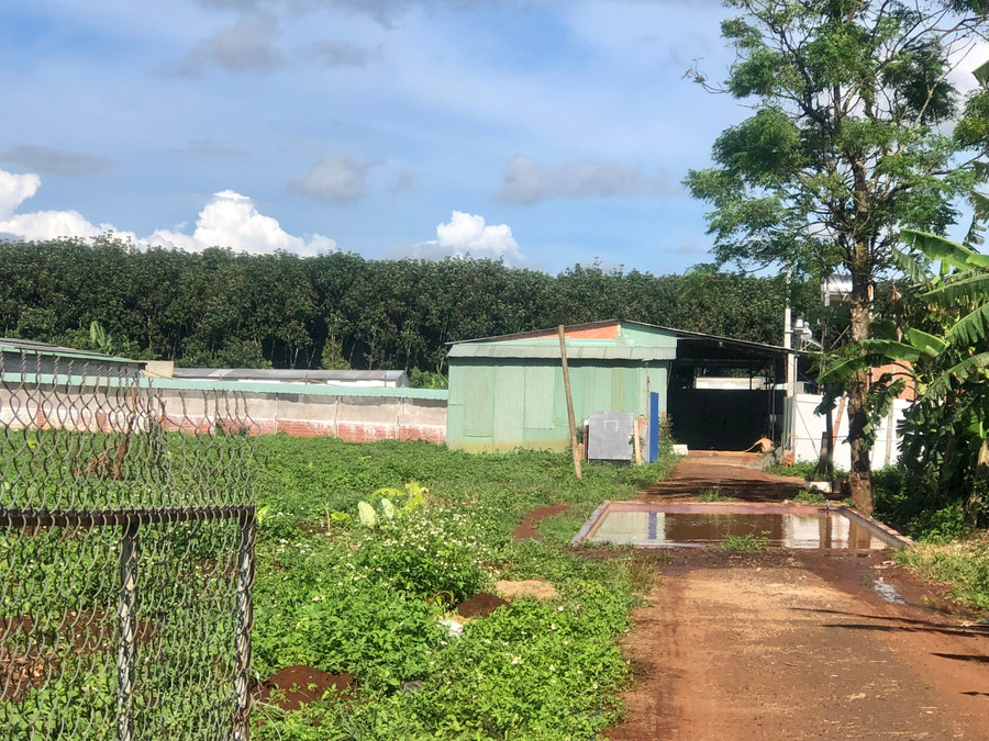 Trang trại chăn nuôi heo của bà Phạm Thị Mùi (thôn Ia Ring, xã Ia Tiêm) người dân phản ánh không có giấy phép chăn nuôi gây ô nhiễm môi trường. Ảnh: Lê Nam