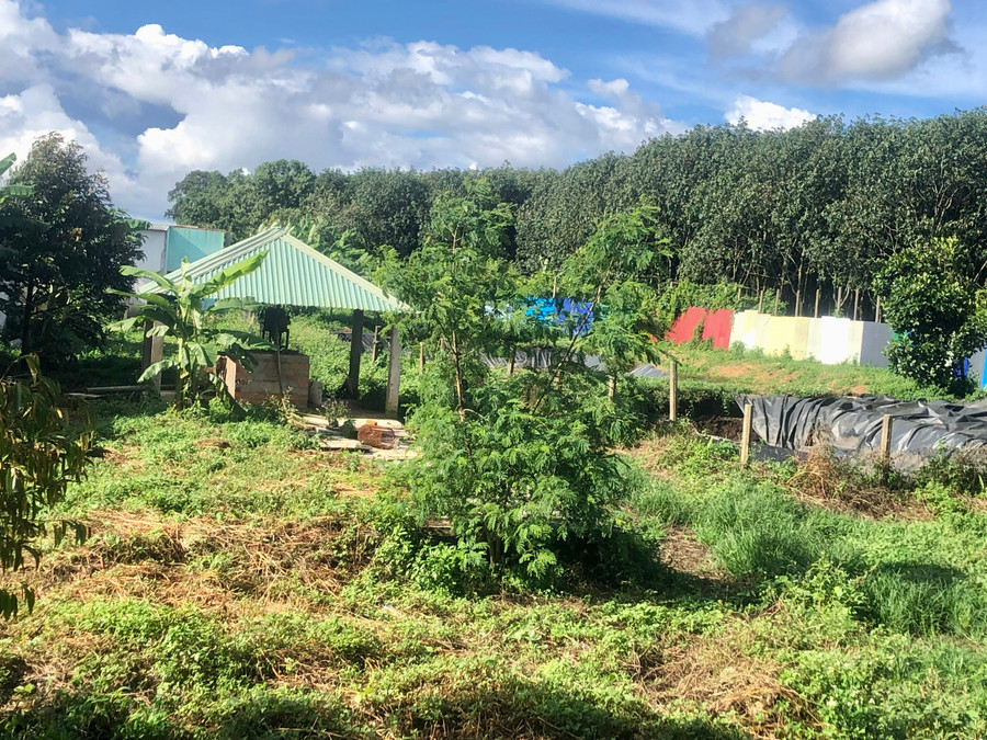 Khu xử lý chất thải trong chăn nuôi của trang trại nuôi heo của bà Phạm Thị Mùi. Ảnh: Lê Nam