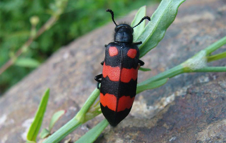 Anh T. phải nhập viện cấp cứu sau khi ăn bọ cánh cứng chiên. Người dân tuyệt đối không ăn bọ cánh cứng để phòng ngộ độc Anh T. phải nhập viện cấp cứu sau khi ăn bọ cánh cứng chiên. Người dân tuyệt đối không ăn bọ cánh cứng để phòng ngộ độc