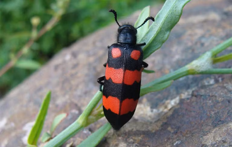 Anh T. phải nhập viện cấp cứu sau khi ăn bọ cánh cứng chiên. Người dân tuyệt đối không ăn bọ cánh cứng để phòng ngộ độc Anh T. phải nhập viện cấp cứu sau khi ăn bọ cánh cứng chiên. Người dân tuyệt đối không ăn bọ cánh cứng để phòng ngộ độc