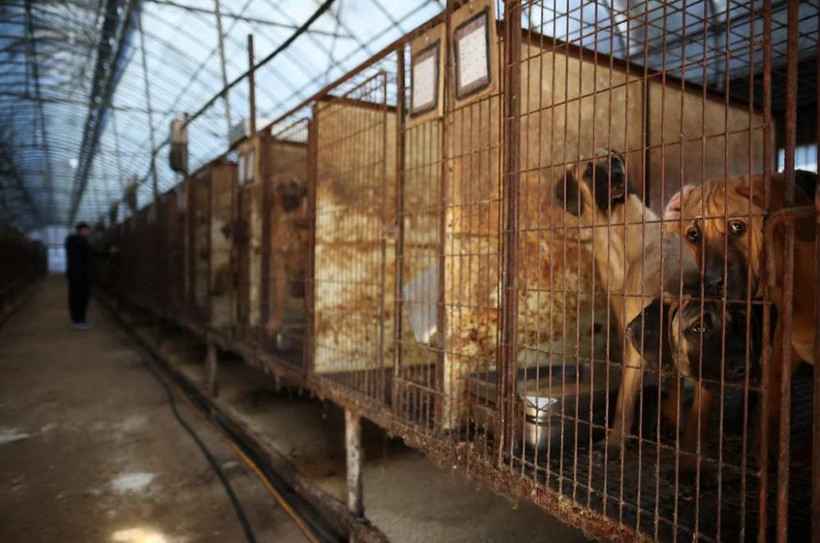 Những chú chó tại một trang trại ở Hwaseong, Hàn Quốc. Nguồn: Reuters Những chú chó tại một trang trại ở Hwaseong, Hàn Quốc. Nguồn: Reuters