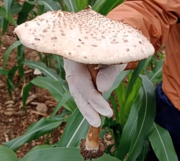 Cây nấm mọc trong vườn ngô được các cháu nhỏ hái về ăn. Ảnh: Chi cục An toàn vệ sinh thực phẩm Hà Giang