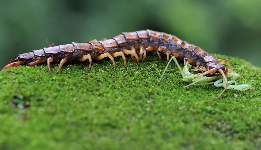 Không ngủ ở nơi ẩm thấp vì dễ có nguy cơ rết chui vào tai