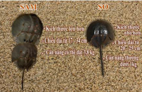 Phân biệt sam và so biển