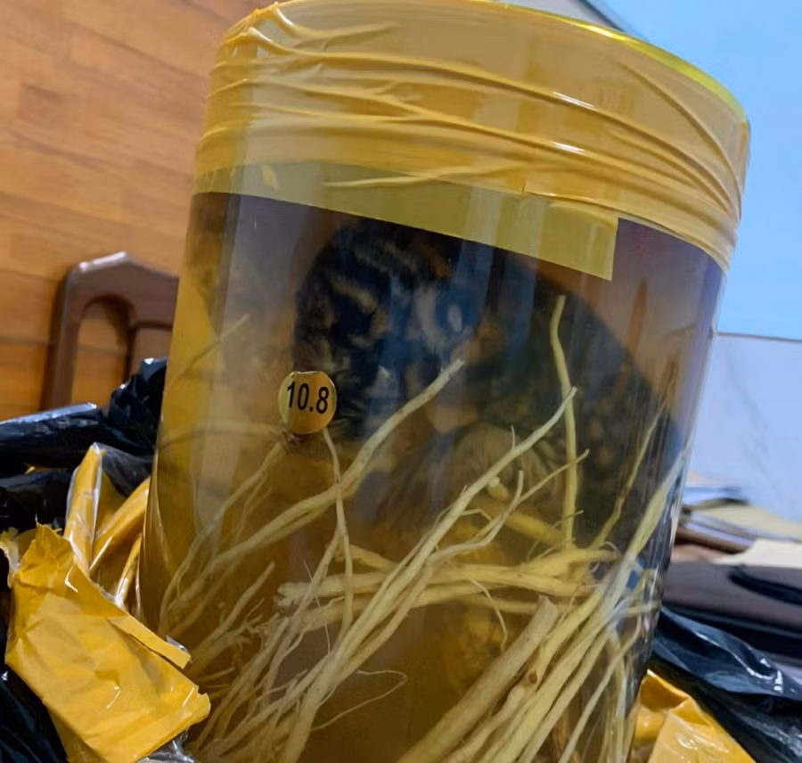 Cá thể hổ được ngâm trong bình rượu do đối tượng Tuyết rao bán. Ảnh: H.V