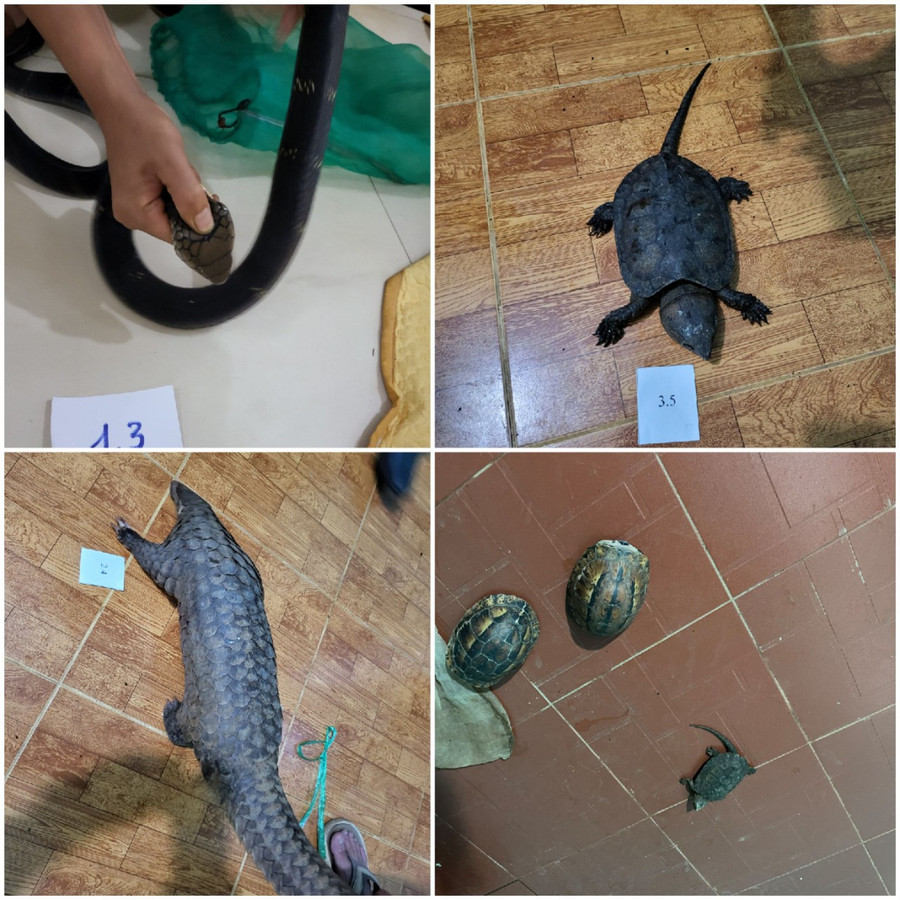 Các cá thể tê tê, rùa, rắn hổ chúa do đối tượng Tám tàng trữ, mua bán trái phép. Ảnh: Công an tỉnh Gia Lai