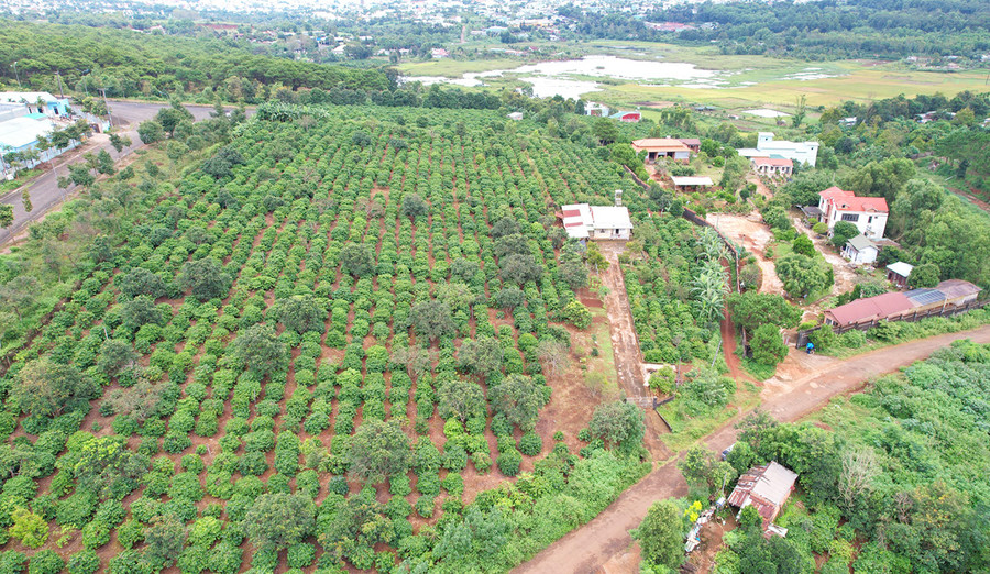 Vị trí đất lâm nghiệp nơi bị ông Nguyễn Đức chiếm dụng. Ảnh: H.V