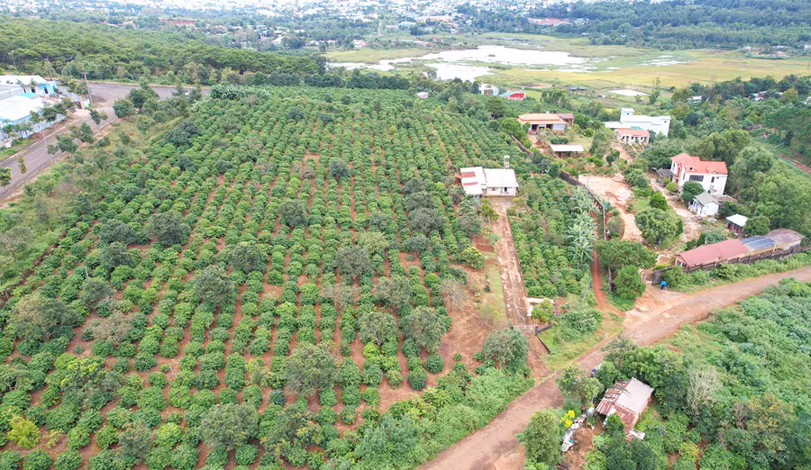 Vị trí đất lâm nghiệp nơi bị ông Nguyễn Đức chiếm dụng. Ảnh: H.V