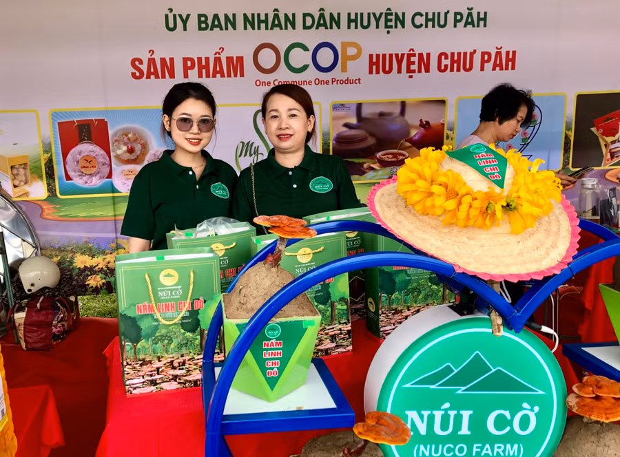 Sản phẩm nấm linh chi đỏ Núi Cờ đạt OCOP 3 sao được đưa đến phiên chợ nông sản an toàn để giới thiệu và quảng bá với du khách. Ảnh: Lê Nam