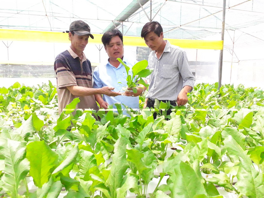 Người dân trên địa bàn huyện Đak Pơ thu hoạch rau xanh. Đây là cây trồng mang lại thu nhập ổn định cho người dân. Ảnh: Lê Nam Người dân trên địa bàn huyện Đak Pơ thu hoạch rau xanh. Đây là cây trồng mang lại thu nhập ổn định cho người dân. Ảnh: Lê Nam