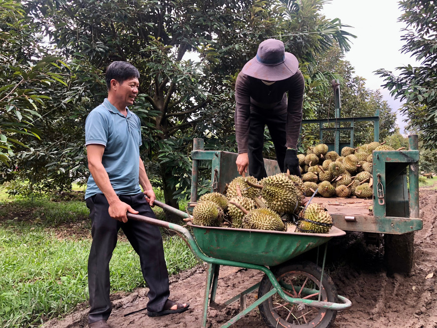 Người dân xã Ia Ka, huyện Chư Păh đang thu hoạch sầu riêng. Ảnh: Lê Nam Người dân xã Ia Ka, huyện Chư Păh đang thu hoạch sầu riêng. Ảnh: Lê Nam