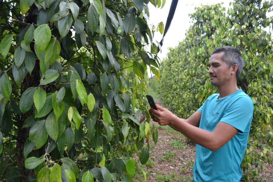 Vườn hồ tiêu của HTX Nông nghiệp và Dịch vụ Nam Yang được chứng nhận hữu cơ theo tiêu chuẩn USDA, EU. Ảnh: Lê Nam Vườn hồ tiêu của HTX Nông nghiệp và Dịch vụ Nam Yang được chứng nhận hữu cơ theo tiêu chuẩn USDA, EU. Ảnh: Lê Nam