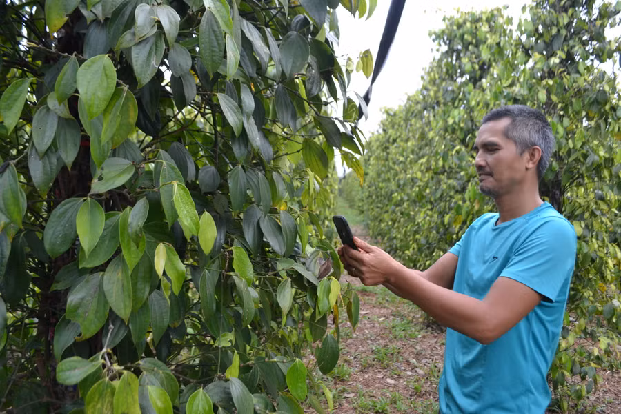 Vườn hồ tiêu của HTX Nông nghiệp và Dịch vụ Nam Yang được chứng nhận hữu cơ theo tiêu chuẩn USDA, EU. Ảnh: Lê Nam
