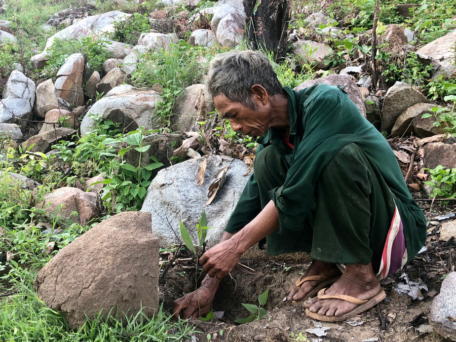 Người dân huyện Krông Pa trồng rừng bằng giống cây keo lai. Ảnh: Lê Nam