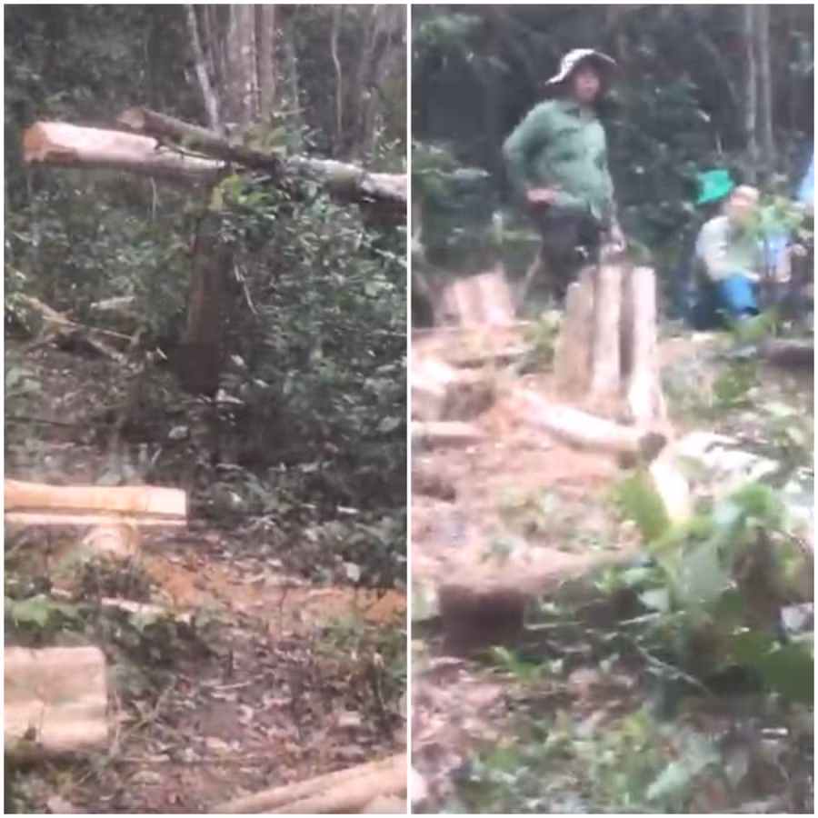 Hiện trường vụ phá rừng xảy ra tại xã Sró. Ảnh: TĐ