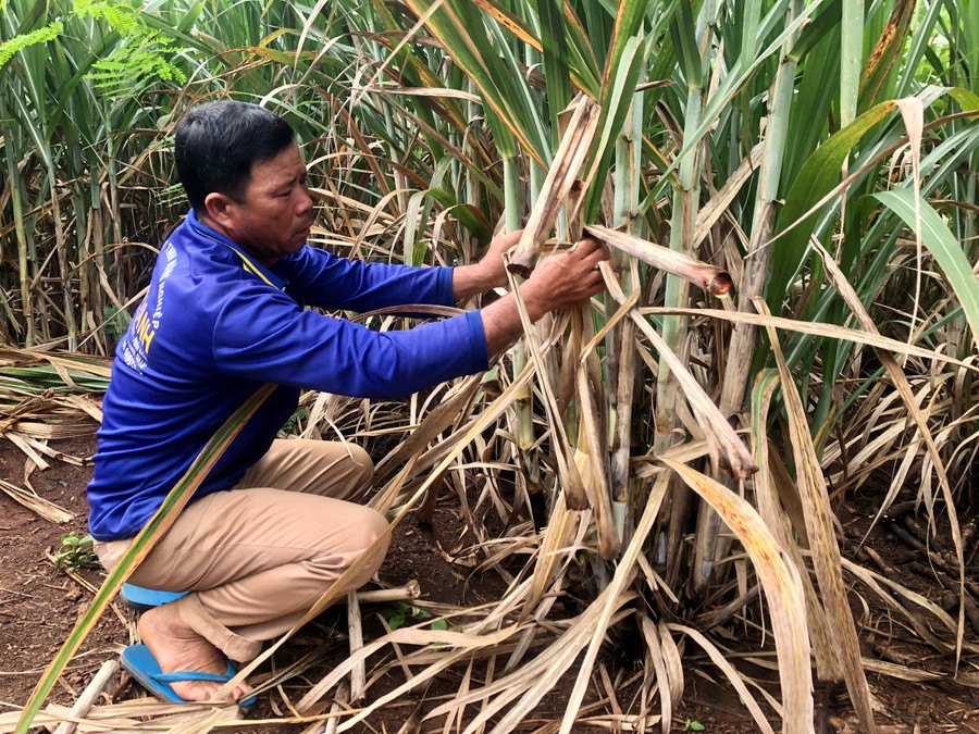 Anh Nguyễn Văn Minh-thôn Ia Sa (xã Hbông) đang róc lá mía giúp cây phát triển tốt hơn. Ảnh: Lê Nam Anh Nguyễn Văn Minh-thôn Ia Sa (xã Hbông) đang róc lá mía giúp cây phát triển tốt hơn. Ảnh: Lê Nam