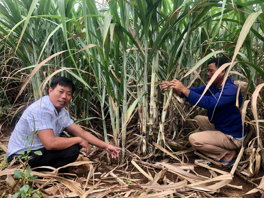 Ông Bùi Văn Cường-Phó chủ tịch UBND xã Hbông (bìa trái) hướng dẫn người dân kỹ thuật chăm sóc mía. Ảnh: Lê Nam Ông Bùi Văn Cường-Phó chủ tịch UBND xã Hbông (bìa trái) hướng dẫn người dân kỹ thuật chăm sóc mía. Ảnh: Lê Nam