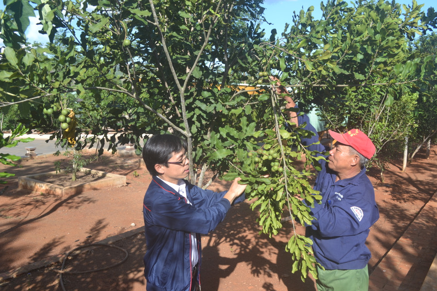 Cây mắc ca phát triển mạnh ở Kbang và cho hiệu quả kinh tế cao. Ảnh: Lê Nam