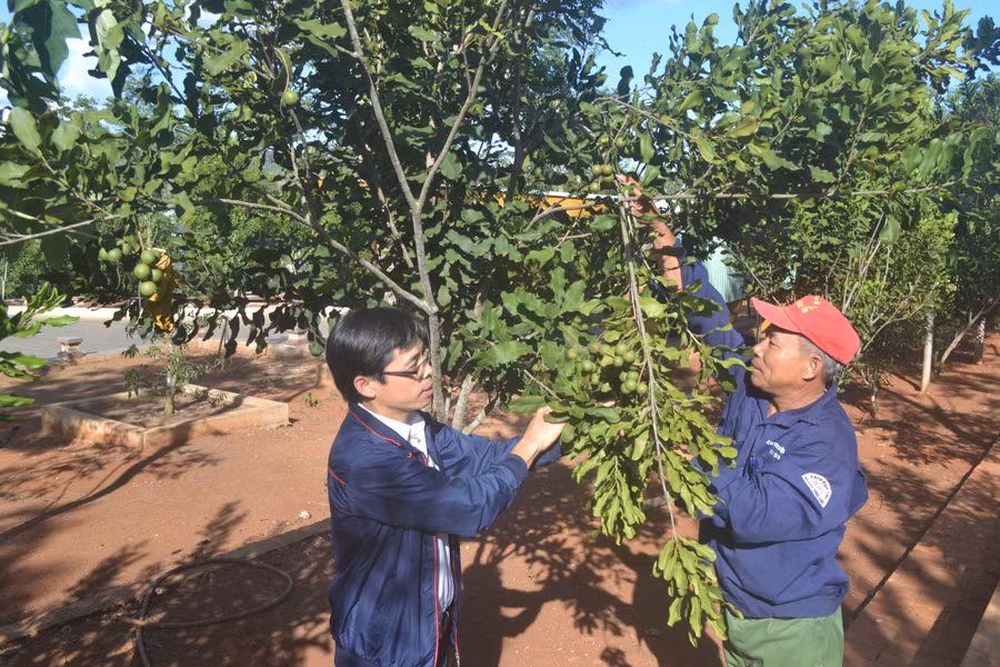 Cây mắc ca phát triển mạnh ở Kbang và cho hiệu quả kinh tế cao. Ảnh: Lê Nam