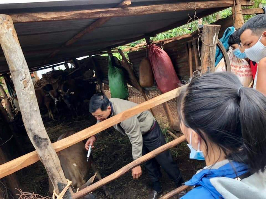 Cán bộ thú y huyện Đak Đoa tiêm vắc xin viêm da nổi cục cho bò của người dân trên địa bàn huyện. Ảnh: Lê Nam