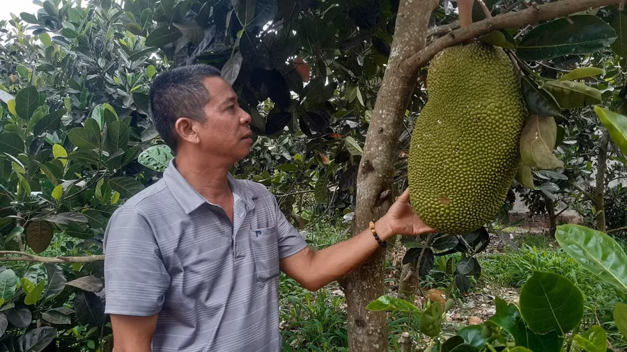 Để có thức ăn cung cấp cho chồn hương anh Tiến và anh Toàn đã trồng thêm 1,5 ha chuối, mít. Ảnh: Lê Nam