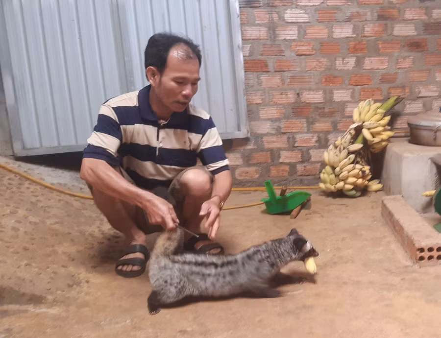 Anh Nguyễn Văn Tiến chăm sóc và cho chồn hương ăn. Ảnh: Lê Nam