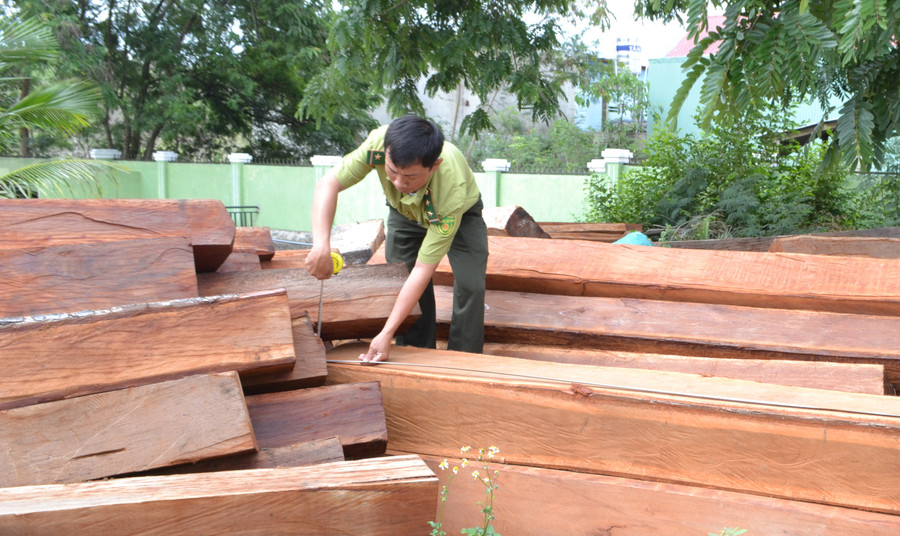 Lực lượng chức năng kiểm kê số lâm sản vừa bắt giữ.. Ảnh: Lê Nam Lực lượng chức năng kiểm kê số lâm sản vừa bắt giữ.. Ảnh: Lê Nam