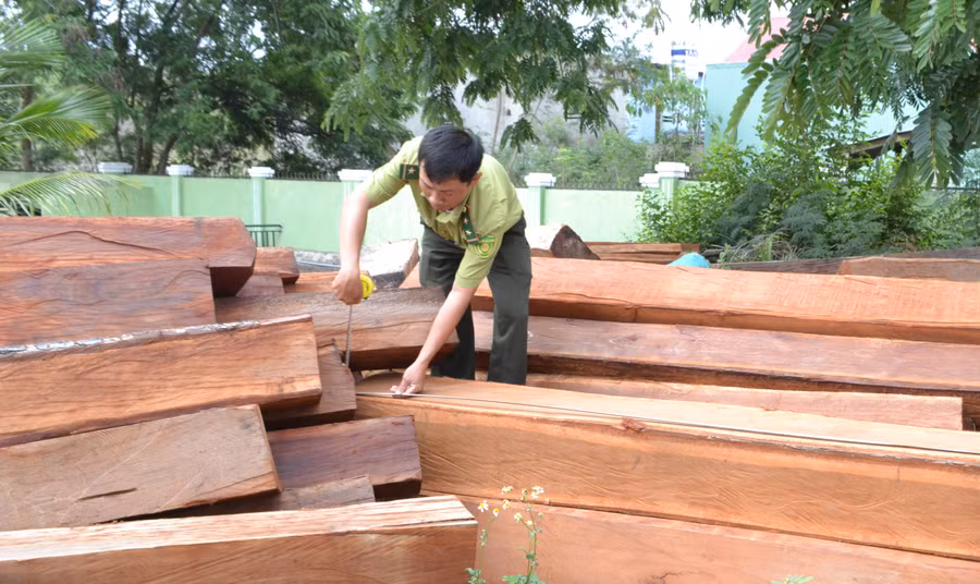 Lực lượng chức năng kiểm kê số lâm sản vừa bắt giữ.. Ảnh: Lê Nam