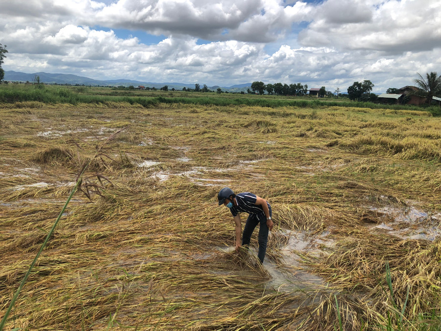 Mưa bão năm 2023 làm nhiều diện tích lúa trên địa bàn tỉnh bị ngã đổ, ngập úng. Ảnh: Lê Nam
